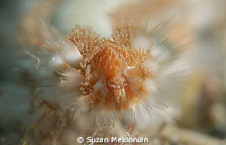 Fireworms have always been a source of pain, diving in a ... by Suzan Meldonian 